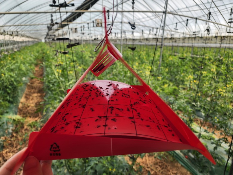 나주시, 토마토 뿔나방 조기 예찰 및...