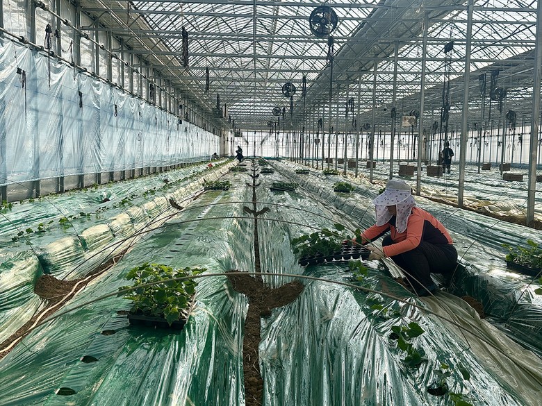 “한겨울 추위도 문제 없다” 강화군,...