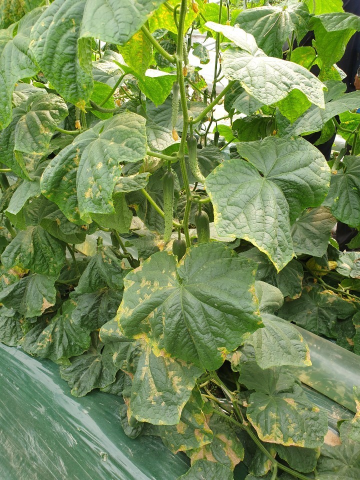 “봄철 스마트팜 병해충 비상…통합 방...