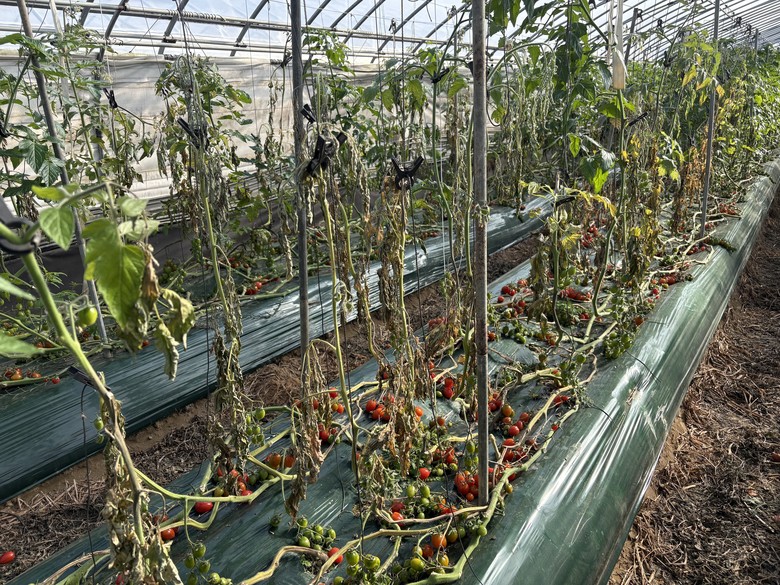 방울토마토 온실 환경관리 필수